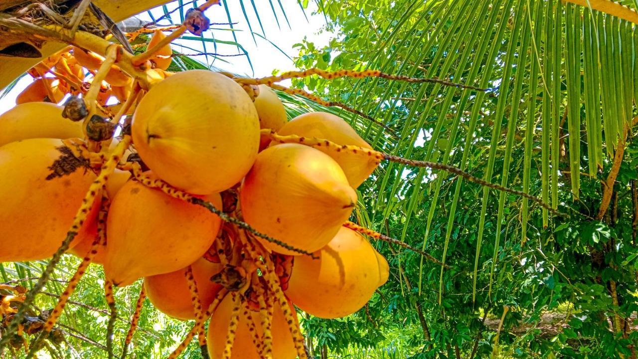 סיגירייה Ceylon Amigos Eco Resort מראה חיצוני תמונה